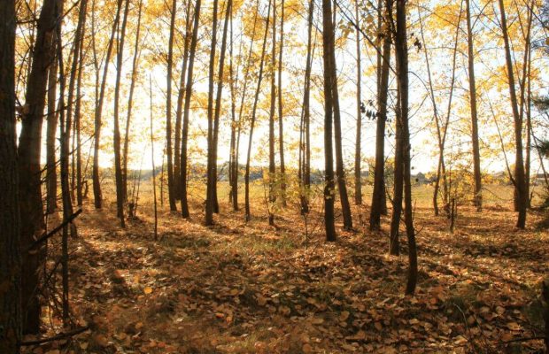 waldkindergarten bad eilsen header